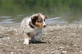 BERGER AUSTRALIEN PUPPIES 138